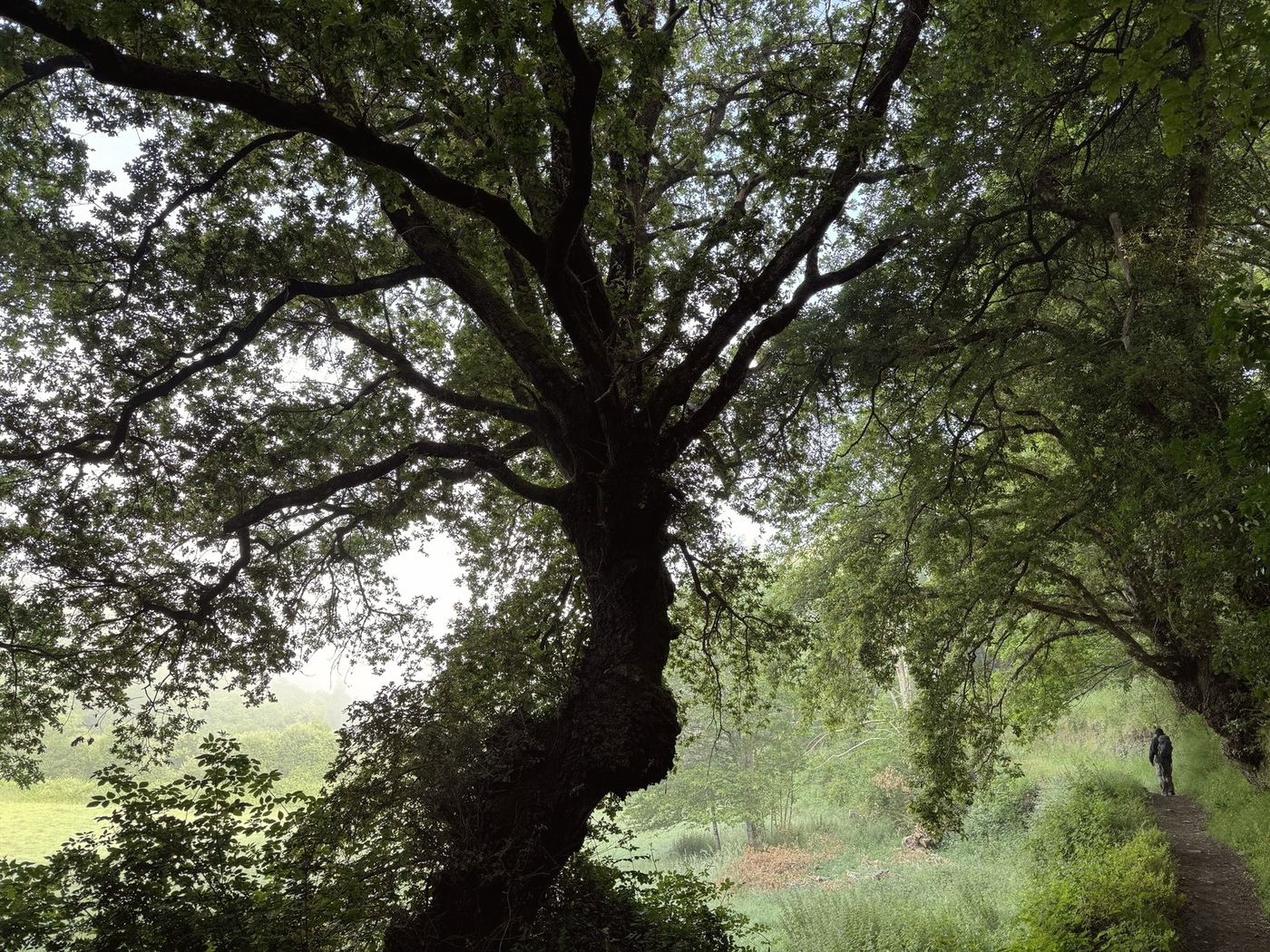 A castiñeiro on the Camino in morning fog, near Samos on the Camino Francés